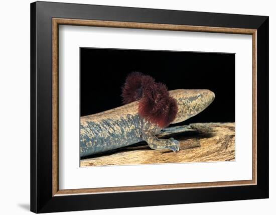 Necturus Maculosus (Common Mudpuppy)-Paul Starosta-Framed Photographic Print