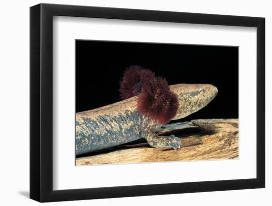 Necturus Maculosus (Common Mudpuppy)-Paul Starosta-Framed Photographic Print