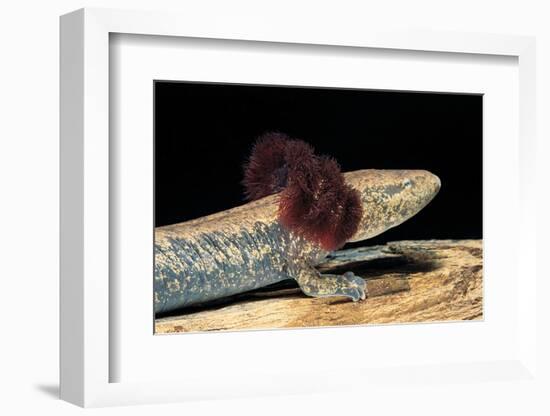 Necturus Maculosus (Common Mudpuppy)-Paul Starosta-Framed Photographic Print