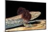 Necturus Maculosus (Common Mudpuppy)-Paul Starosta-Mounted Photographic Print