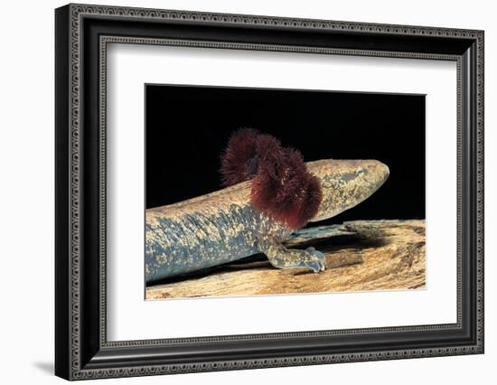 Necturus Maculosus (Common Mudpuppy)-Paul Starosta-Framed Photographic Print