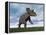 Nedoceratops Dinosaur Grazing in Grassy Field-null-Framed Stretched Canvas