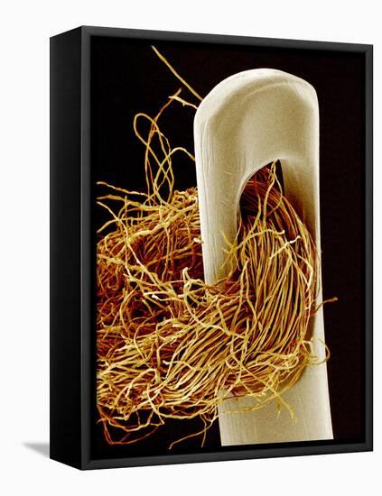 Needle And Thread, SEM-Susumu Nishinaga-Framed Premier Image Canvas