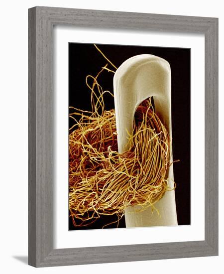 Needle And Thread, SEM-Susumu Nishinaga-Framed Photographic Print