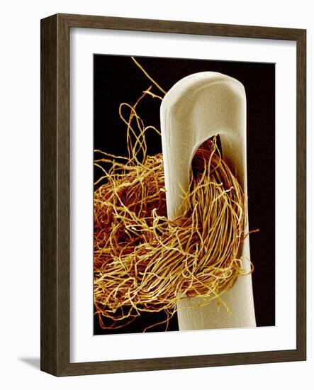 Needle And Thread, SEM-Susumu Nishinaga-Framed Photographic Print