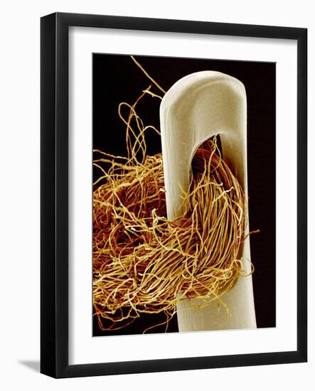 Needle And Thread, SEM-Susumu Nishinaga-Framed Photographic Print