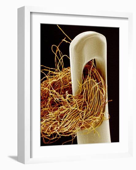 Needle And Thread, SEM-Susumu Nishinaga-Framed Photographic Print