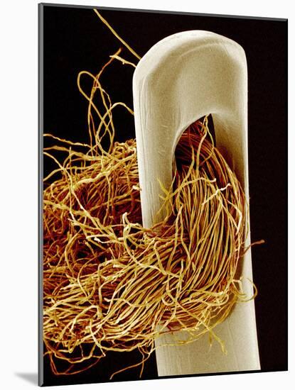 Needle And Thread, SEM-Susumu Nishinaga-Mounted Photographic Print