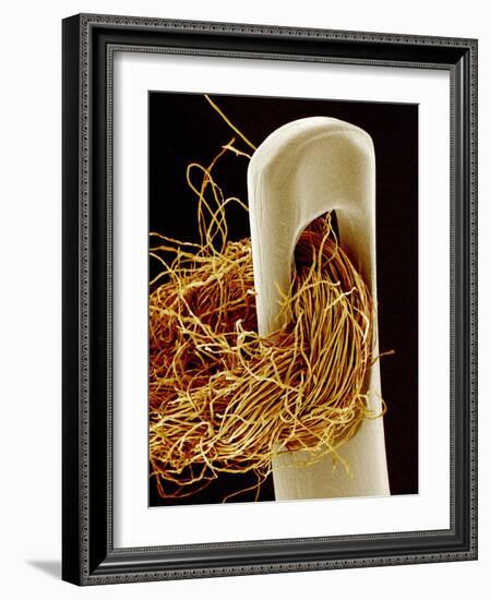 Needle And Thread, SEM-Susumu Nishinaga-Framed Photographic Print