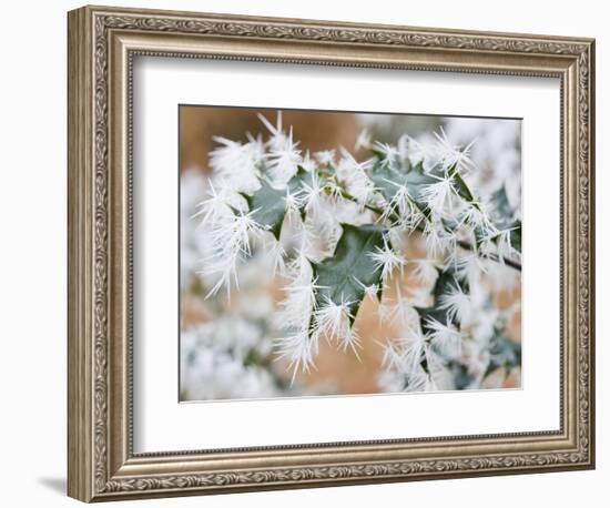 Needle ice on holly leaves-Ashley Cooper-Framed Photographic Print