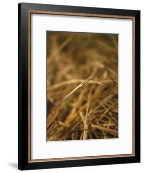 Needle in a Haystack-Terry Why-Framed Photographic Print