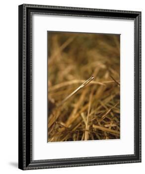 Needle in a Haystack-Terry Why-Framed Photographic Print