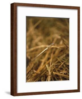 Needle in a Haystack-Terry Why-Framed Photographic Print