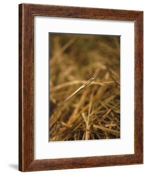 Needle in a Haystack-Terry Why-Framed Photographic Print