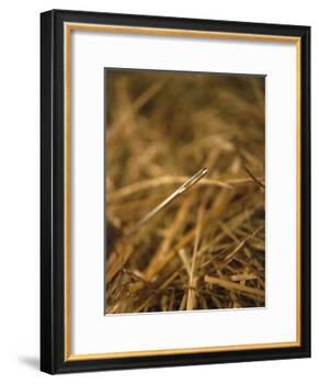 Needle in a Haystack-Terry Why-Framed Photographic Print