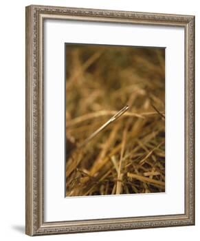Needle in a Haystack-Terry Why-Framed Photographic Print