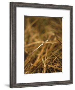 Needle in a Haystack-Terry Why-Framed Photographic Print