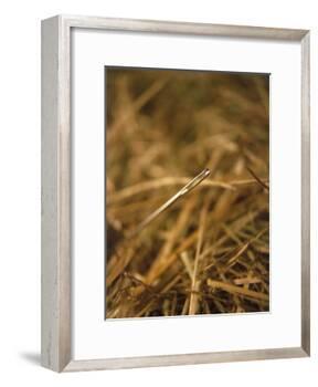 Needle in a Haystack-Terry Why-Framed Photographic Print