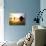 Needles and Haystack at Sunset, Cannon Beach, Oregon, USA-Darrell Gulin-Photographic Print displayed on a wall