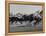 Needles in Kentucky Derby, Winner of the 82nd Running of the Most Famous of US Horse Races-Hank Walker-Framed Premier Image Canvas