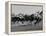 Needles in Kentucky Derby, Winner of the 82nd Running of the Most Famous of US Horse Races-Hank Walker-Framed Premier Image Canvas