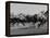 Needles in Kentucky Derby, Winner of the 82nd Running of the Most Famous of US Horse Races-Hank Walker-Framed Premier Image Canvas