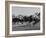 Needles in Kentucky Derby, Winner of the 82nd Running of the Most Famous of US Horse Races-Hank Walker-Framed Photographic Print