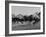 Needles in Kentucky Derby, Winner of the 82nd Running of the Most Famous of US Horse Races-Hank Walker-Framed Photographic Print