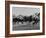 Needles in Kentucky Derby, Winner of the 82nd Running of the Most Famous of US Horse Races-Hank Walker-Framed Photographic Print