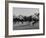 Needles in Kentucky Derby, Winner of the 82nd Running of the Most Famous of US Horse Races-Hank Walker-Framed Photographic Print