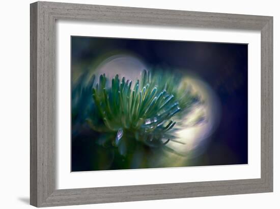 Needles-Ursula Abresch-Framed Photographic Print