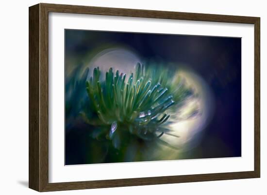 Needles-Ursula Abresch-Framed Photographic Print