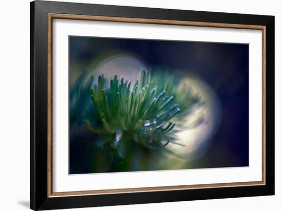 Needles-Ursula Abresch-Framed Photographic Print