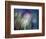 Needles-Ursula Abresch-Framed Photographic Print