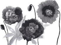 Poppies in Black and white-Neela Pushparaj-Giclee Print