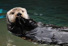 Otter Greeting-neelsky-Photographic Print