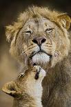 African Lion (Panthera Leo) Cub Reaches For A Moment Of Intimacy With Its Father-Neil Aldridge-Photographic Print