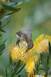 Cape Sugarbird (Promerops Cafer) Feeding on a Pincushion Protea (Leucospermum Sp)-Neil Aldridge-Photographic Print