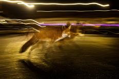 Red fox crossing a road at night, London, UK-Neil Aldridge-Photographic Print