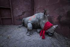 Young White rhinoceros in a reinforced steel boma, before being released into the wild-Neil Aldridge-Photographic Print