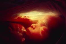 Male Foetus Aged 5 Months-Neil Bromhall-Photographic Print