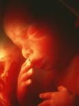 Male Foetus Aged 5 Months-Neil Bromhall-Photographic Print