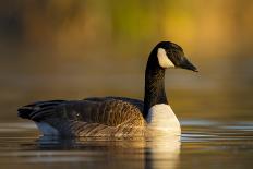 A Canada Goose on a Lake in Southern California-Neil Losin-Photographic Print