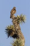 A Spotted Owl (Strix Occidentalis) in Los Angeles County, California.-Neil Losin-Framed Photographic Print