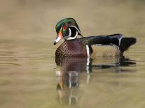 A Male Wood Duck (Aix Sponsa) on a Small Pond in Southern California.-Neil Losin-Photographic Print