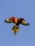 A Red-Masked Parakeet Peers from a Nest Cavity in South Florida.-Neil Losin-Photographic Print