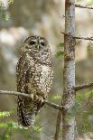 A Spotted Owl (Strix Occidentalis) in Los Angeles County, California.-Neil Losin-Photographic Print
