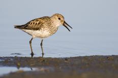 A Western Sandpiper Captures a Midge in a Central California Wetland-Neil Losin-Framed Premier Image Canvas