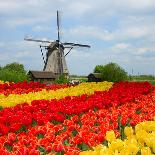 Dutch Windmill over Tulips Field-neirfy-Framed Photographic Print