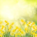 Spring Growing Daffodils in Garden-neirfy-Framed Art Print